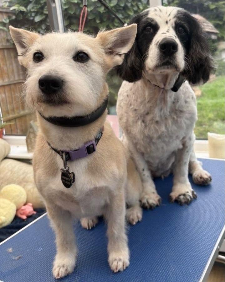 A white terrier and a black-and-white spaniel after their grooms on a blue table