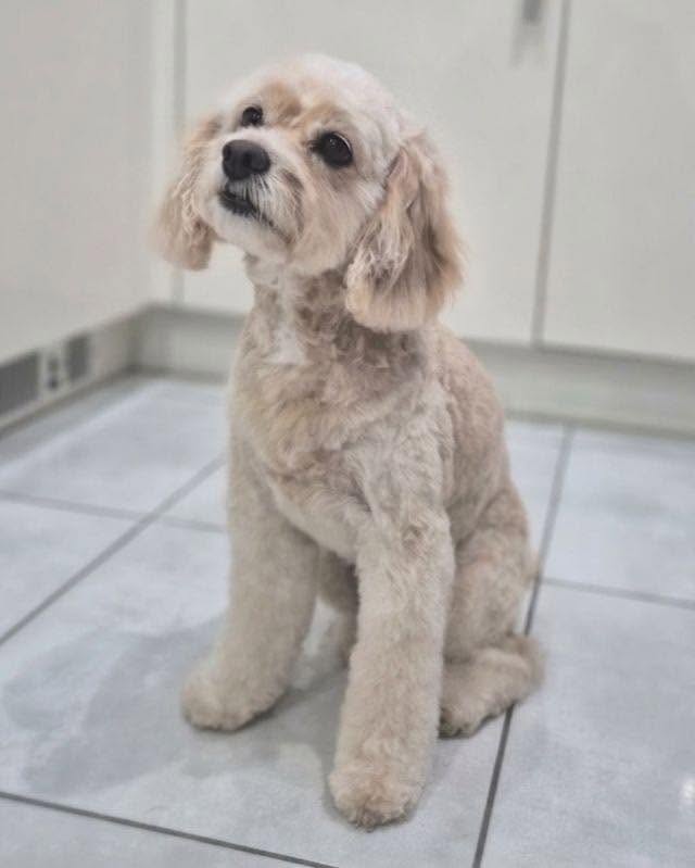 Cream curly-coated dog with a fresh trim on a tiled floor