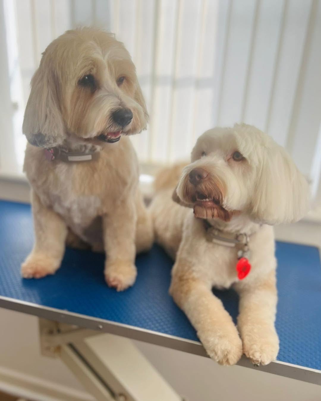 Two cream Tibetan Terriers sitting together on a blue grooming table