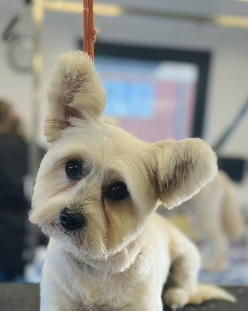 Small cream dog with fluffy ears, close up