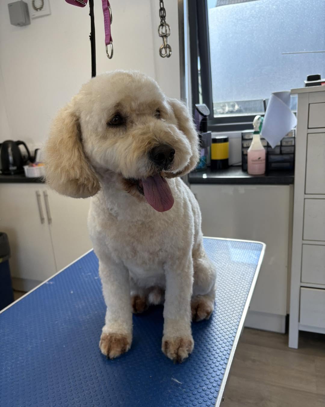 Cream curly-coated dog with its tongue out after a trim