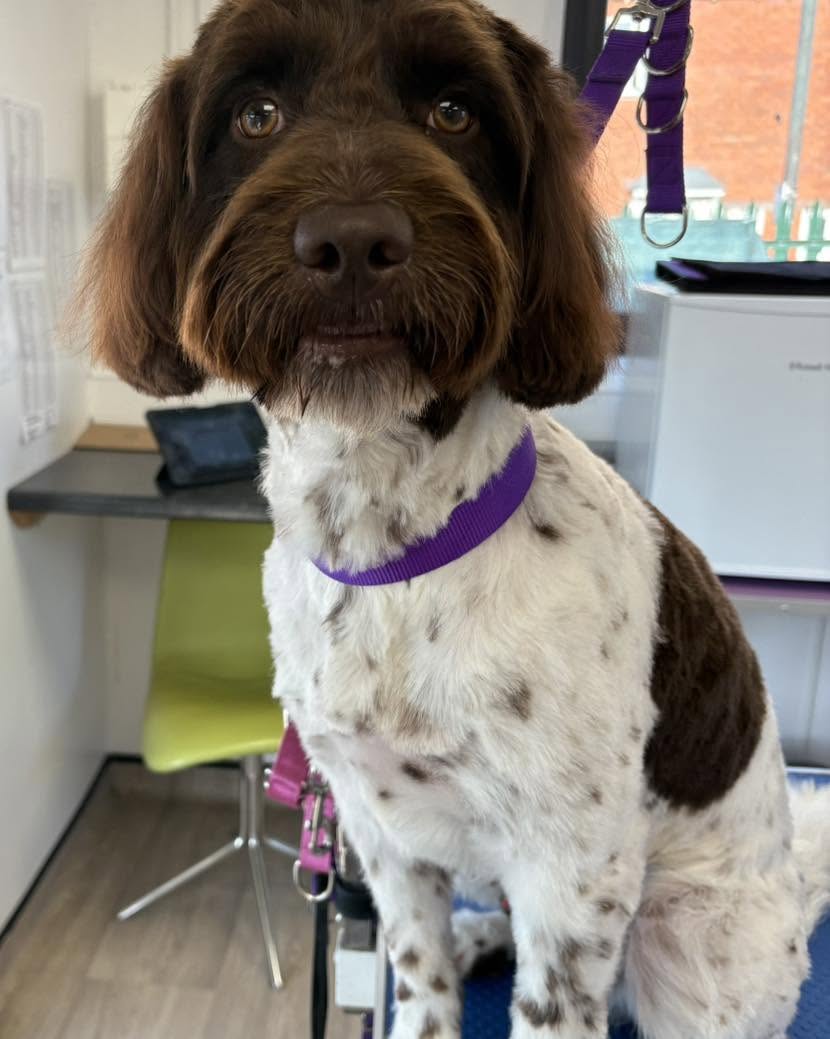Brown-and-white spaniel with a purple collar in the salon