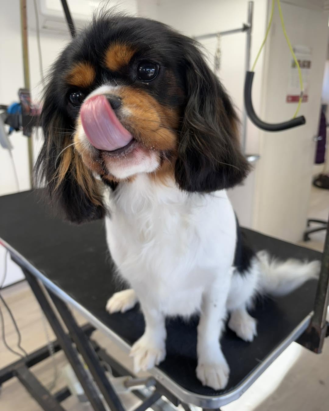 Tricolour spaniel licking its nose on a black grooming table