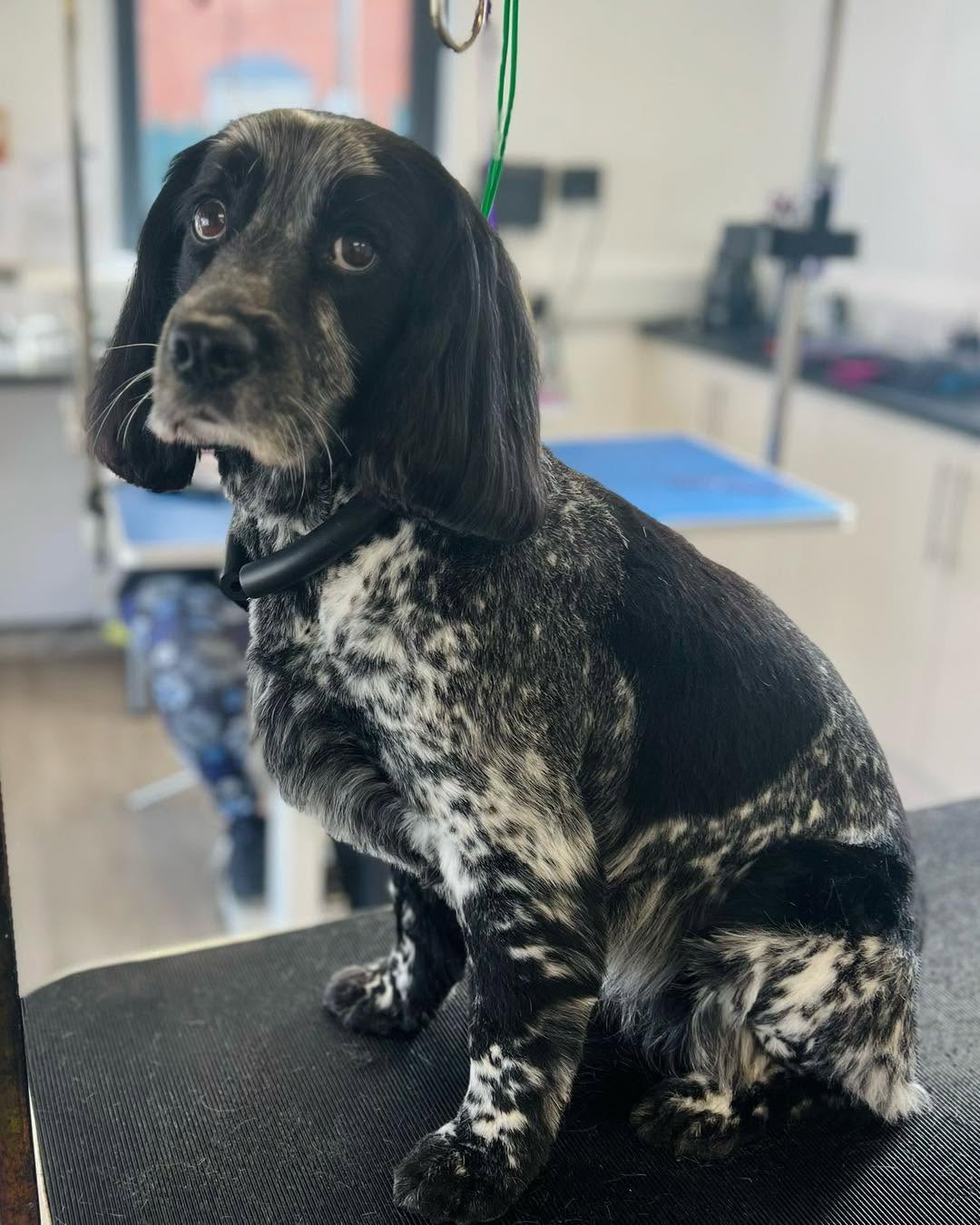 Black-and-white roan spaniel sitting on a grooming table
