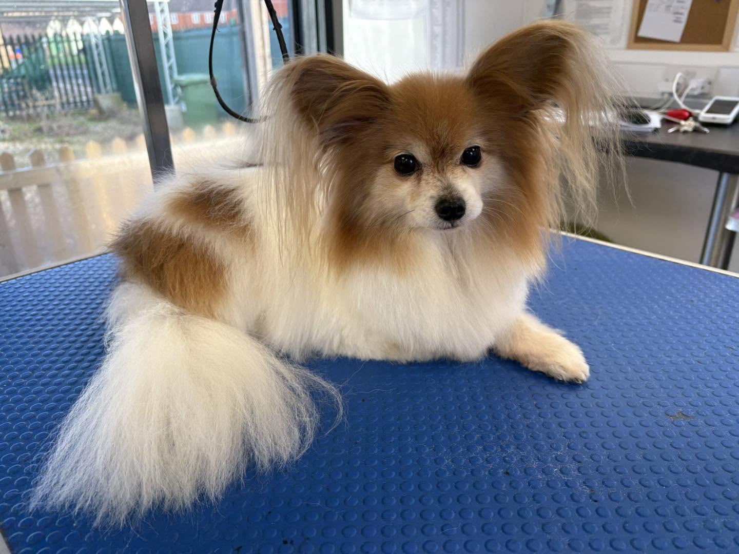 Long-coated papillon-type dog lying on a blue grooming table