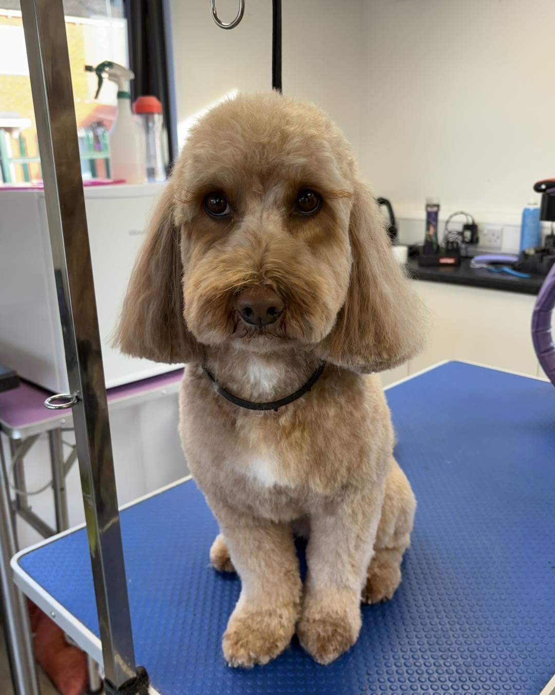 Apricot curly-coated dog with a neat rounded trim on a blue table