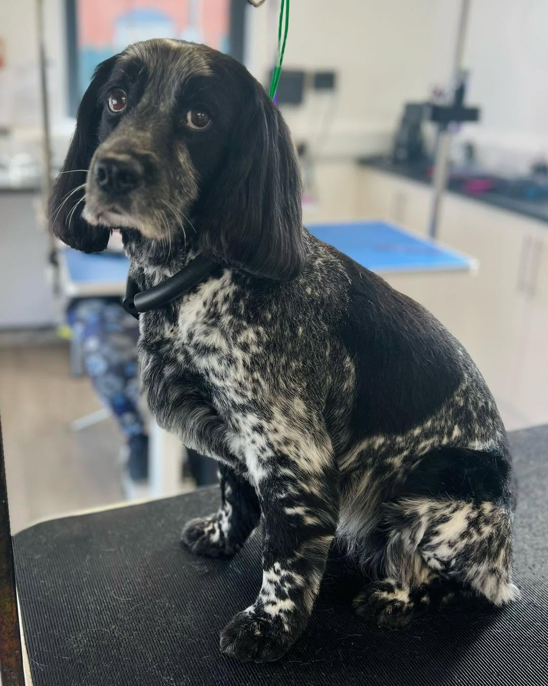 Roan spaniel with long silky ears on a black table