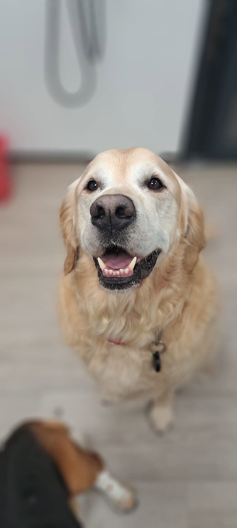 Golden dog looking up from the salon floor