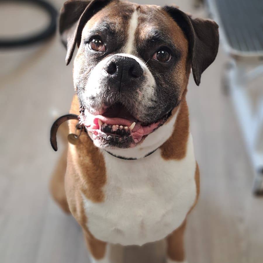 Smiling boxer looking up at the camera