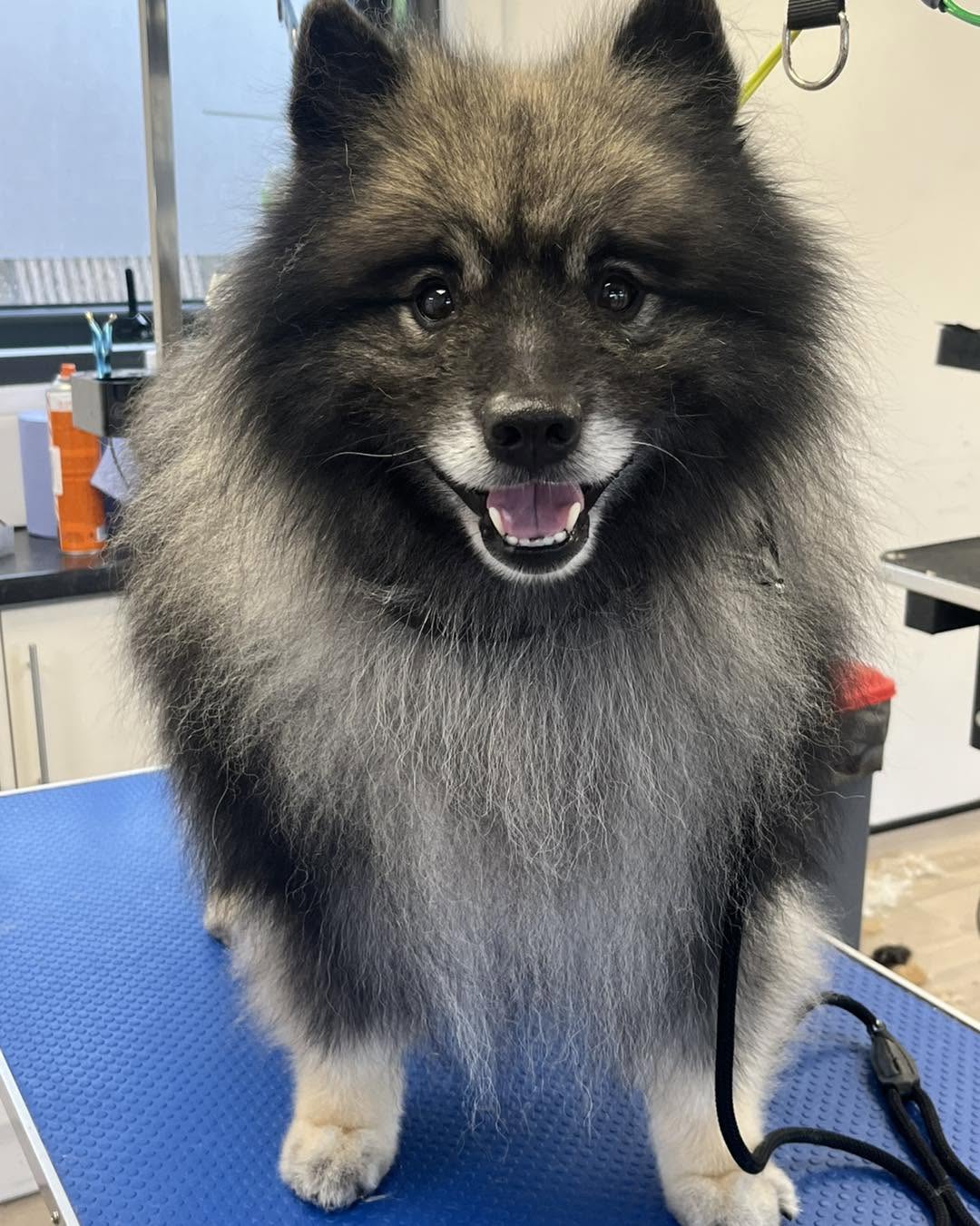 Black-and-silver keeshond standing on a blue grooming table