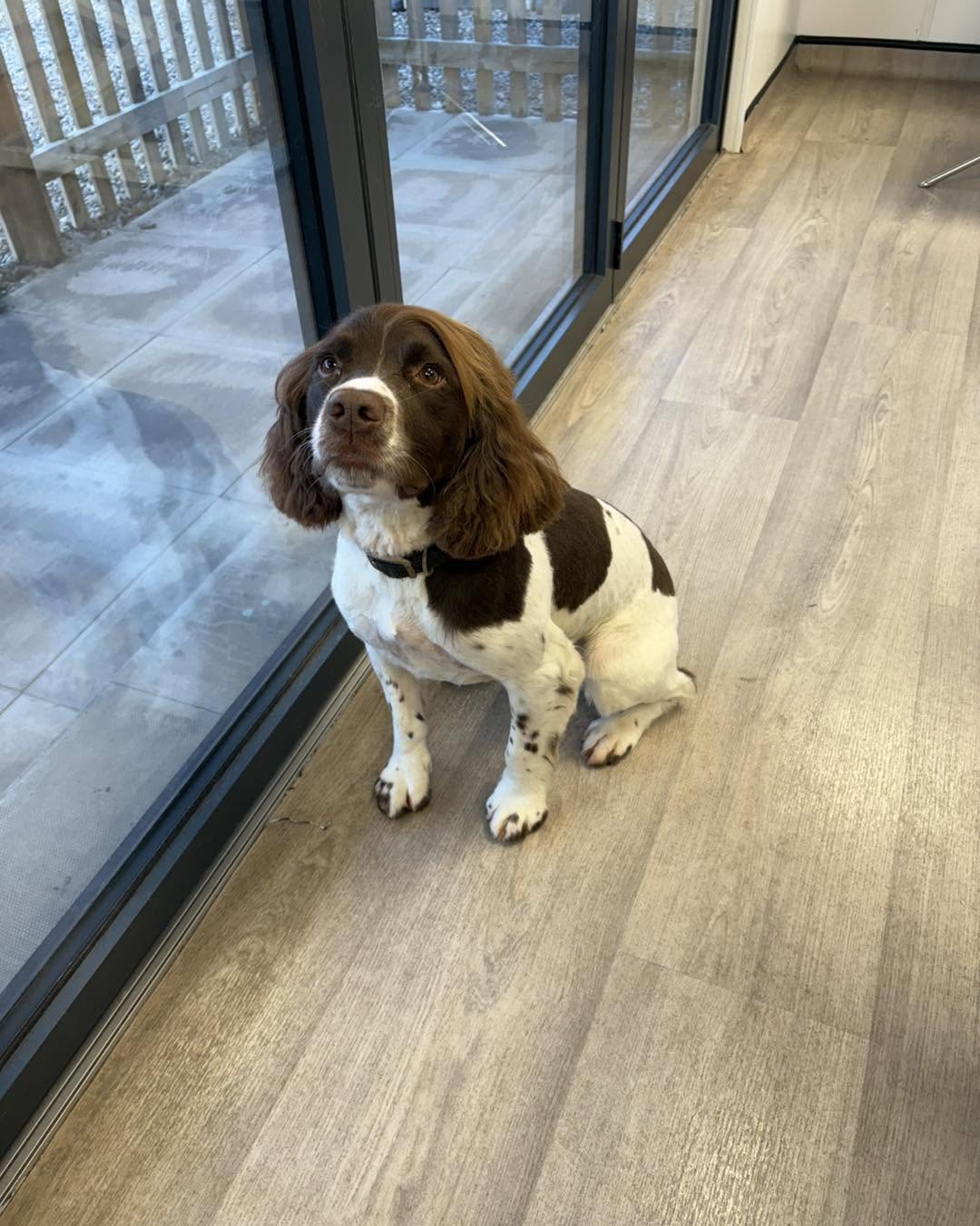 Liver-and-white spaniel sitting by the salon's glass doors