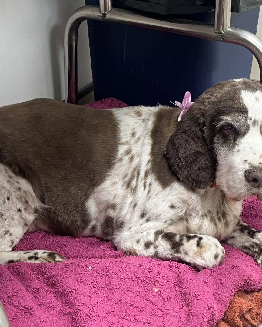 Liver-and-white spaniel relaxing on a pink towel with a flower clip