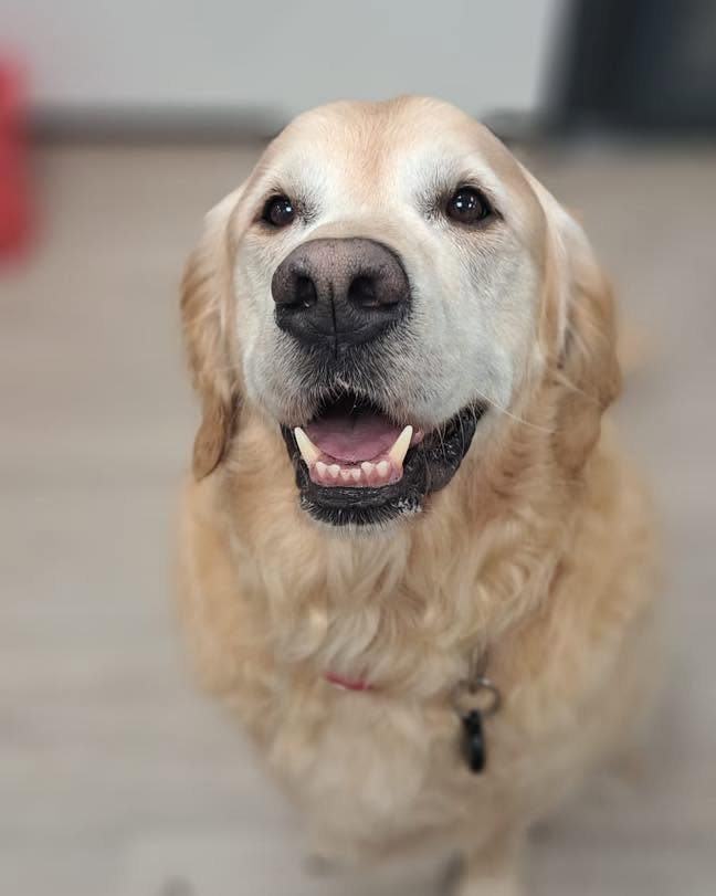 Senior golden dog smiling after a groom