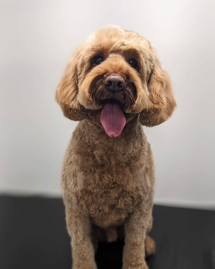 Apricot curly-coated dog with a rounded teddy face
