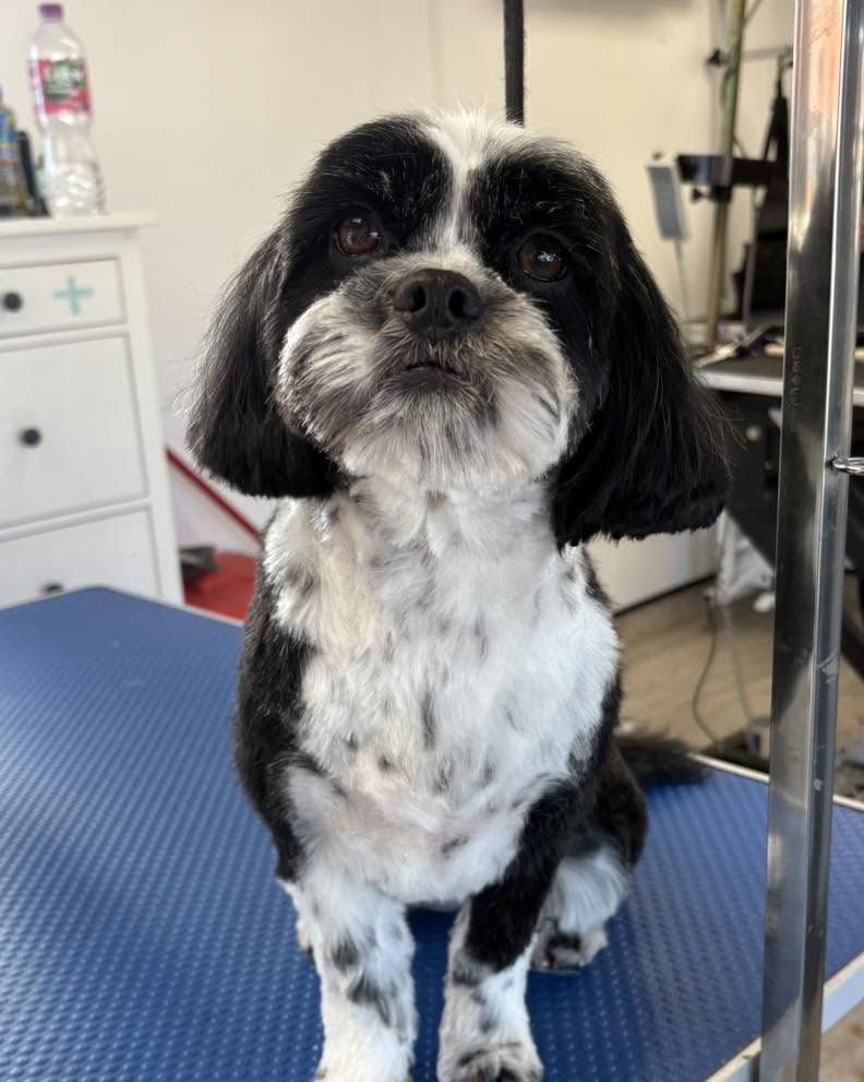 Black-and-white dog with a soft trim sitting on a blue grooming table