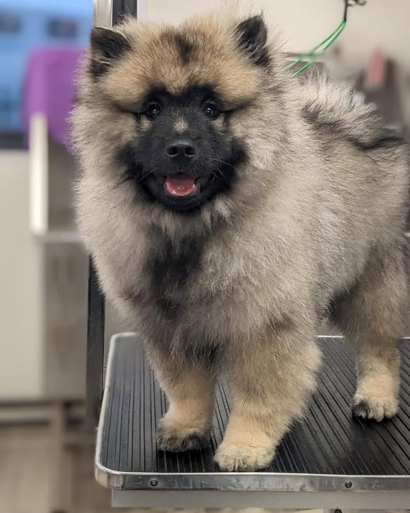 Fluffy grey-and-cream puppy standing on a grooming table
