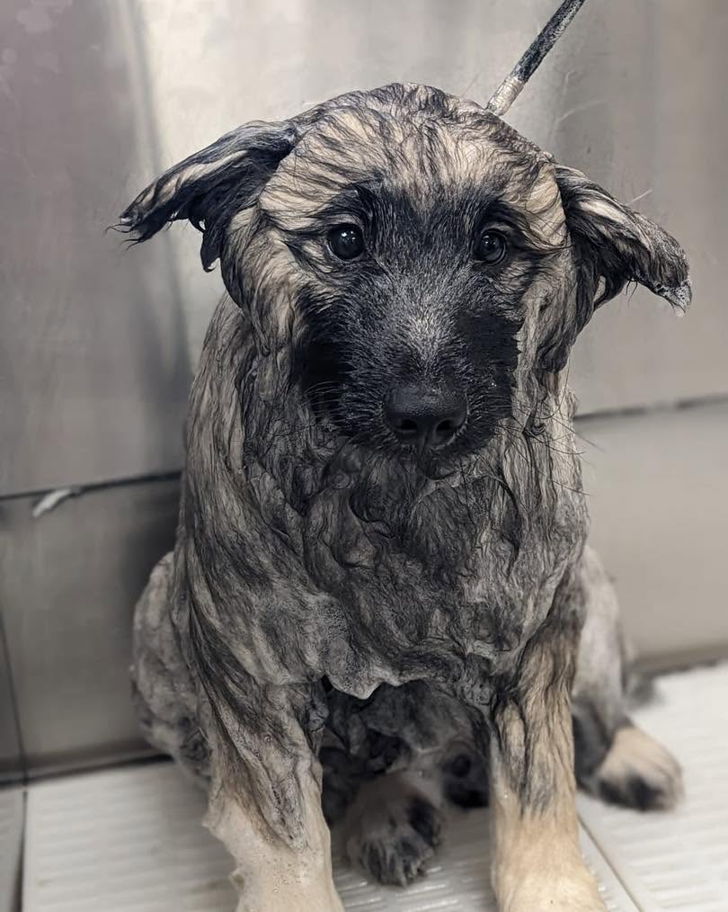 Shaggy dog mid-bath with a wet coat