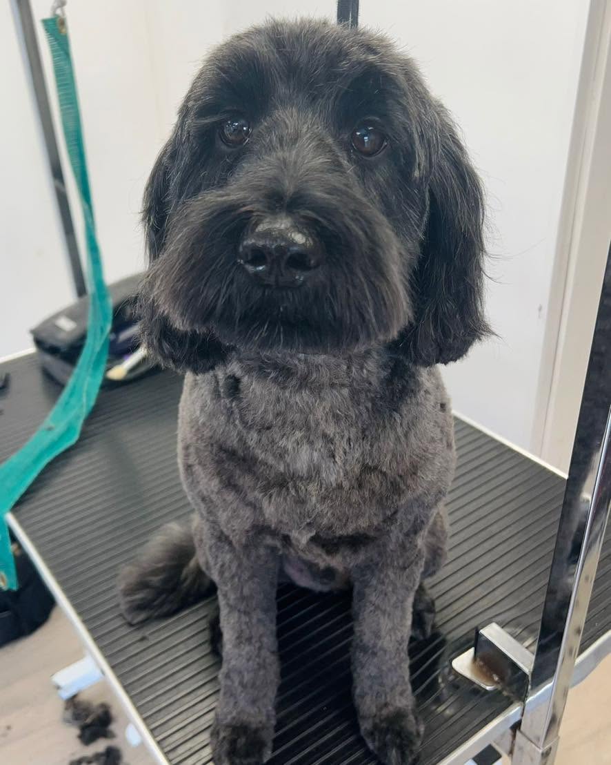 Black curly-coated dog after a trim on a black table