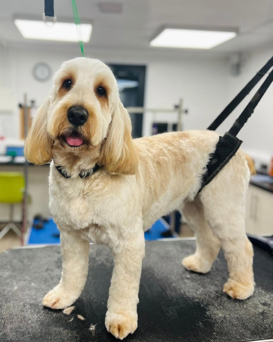 Cream curly-coated dog with a full body trim in the salon