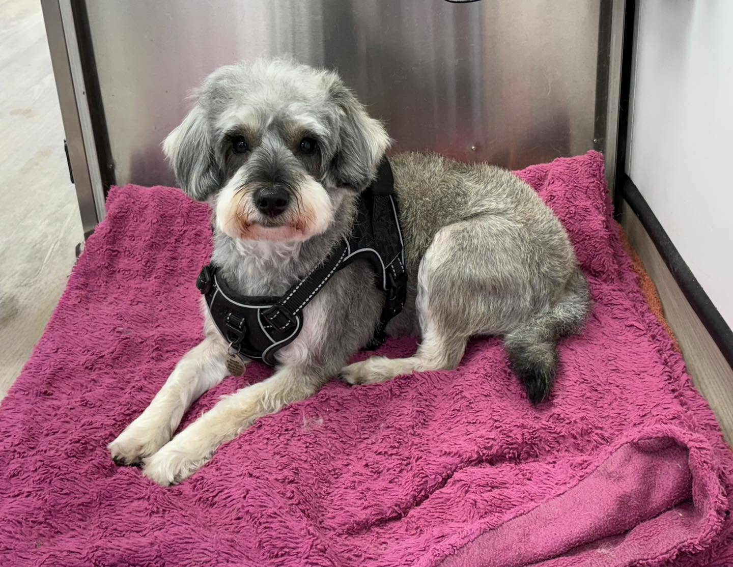 Grey schnauzer with a short body trim and a teddy head, lying on a pink towel