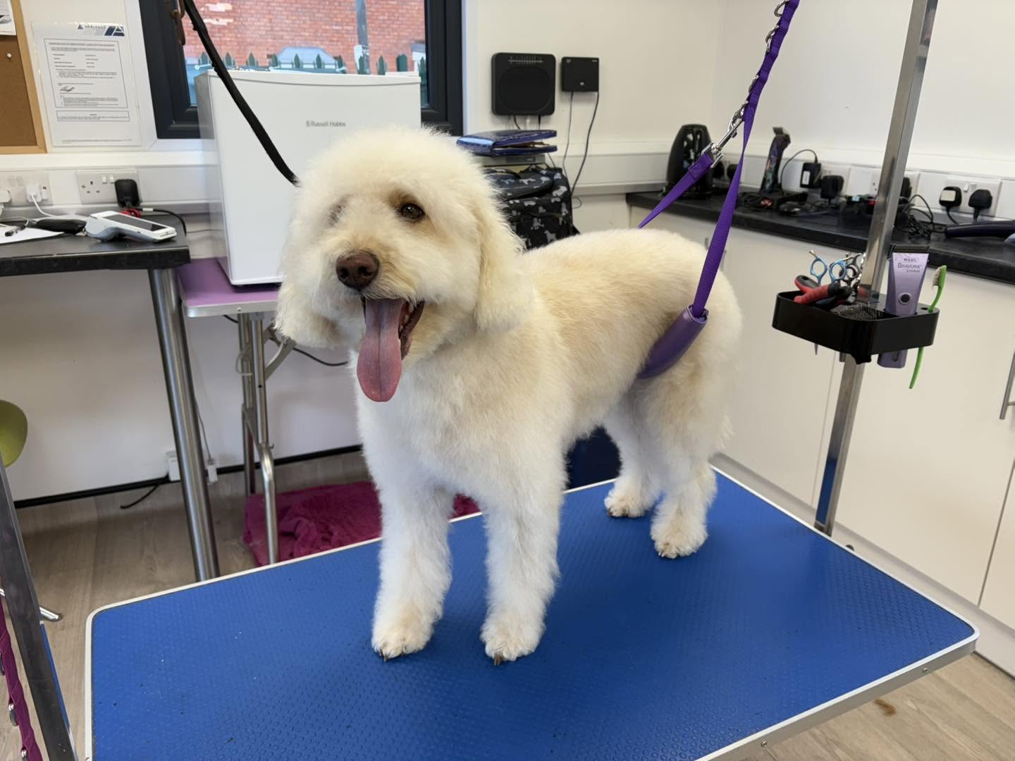 Cream doodle-type dog with a short body trim on a blue table, tongue out