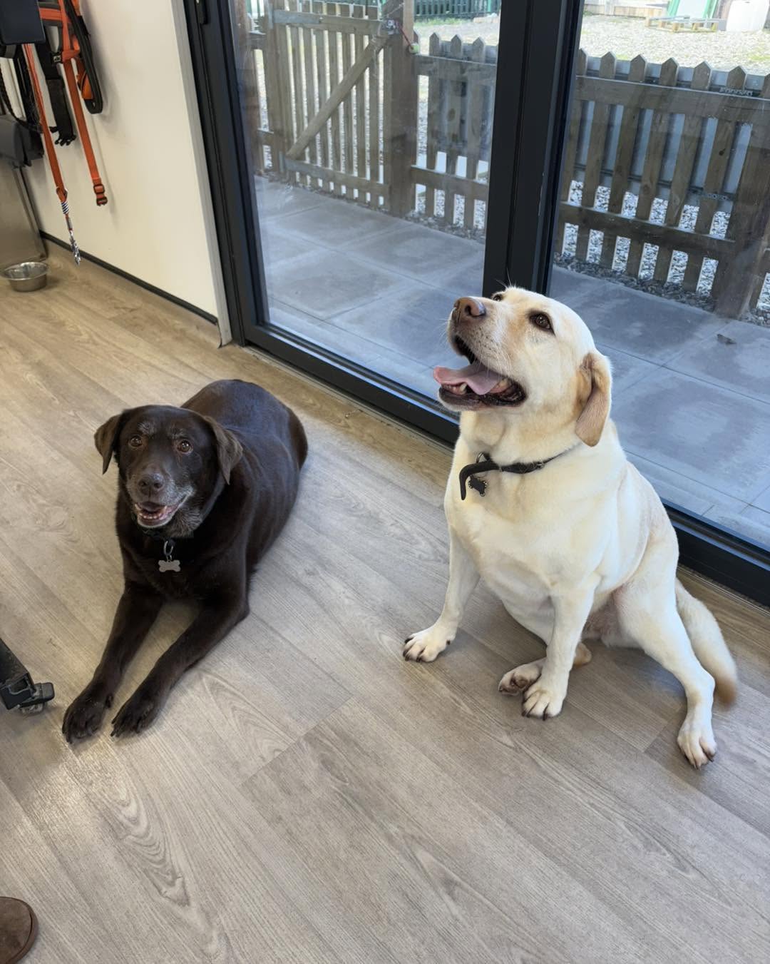 Yellow and chocolate labradors sitting by the glass doors of the salon
