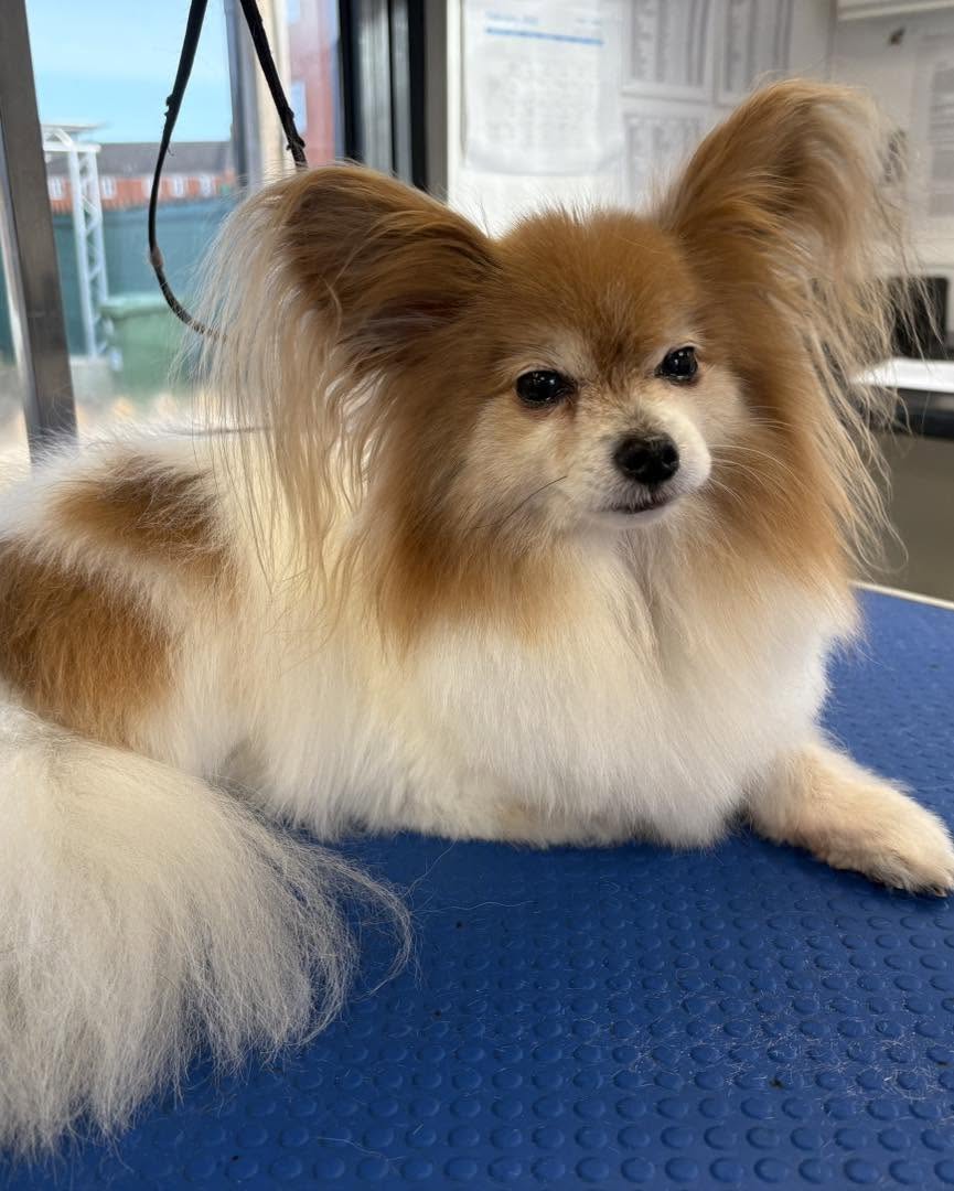 Long-coated papillon-type dog on a blue table