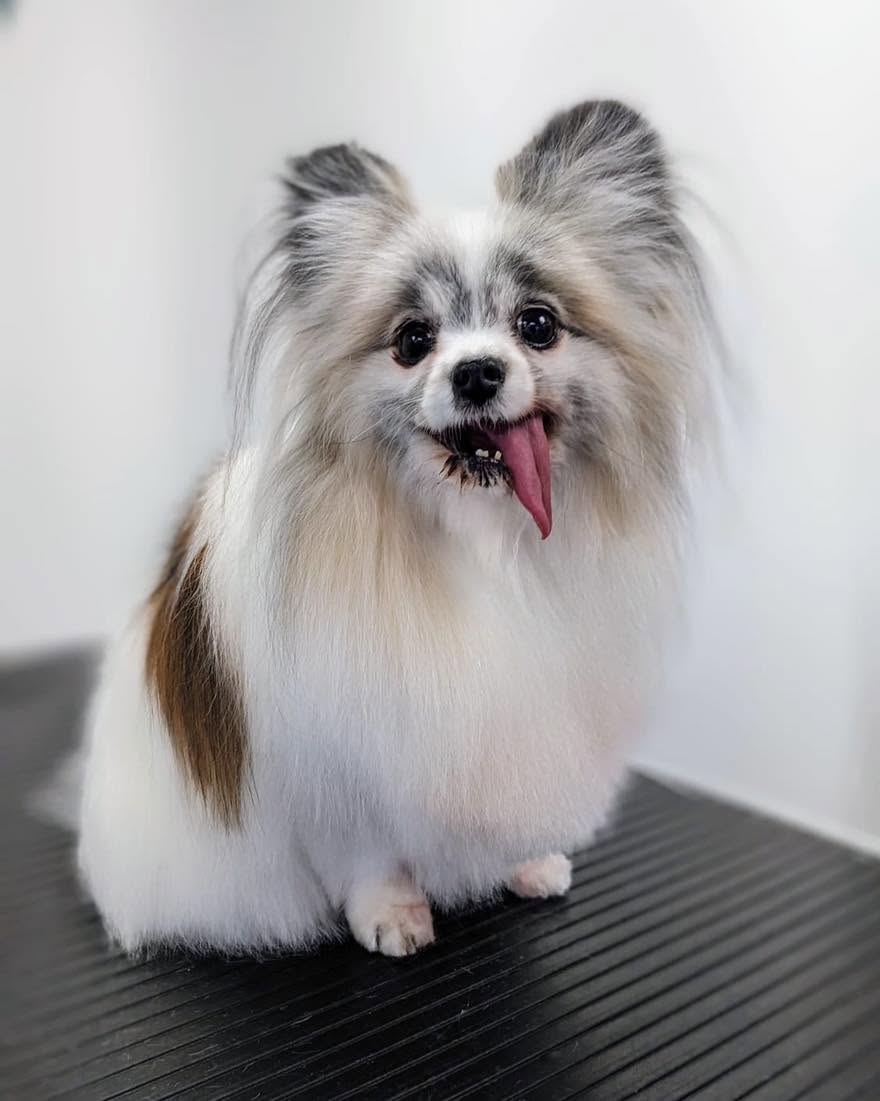 White-and-sable long-coated small dog on a black table