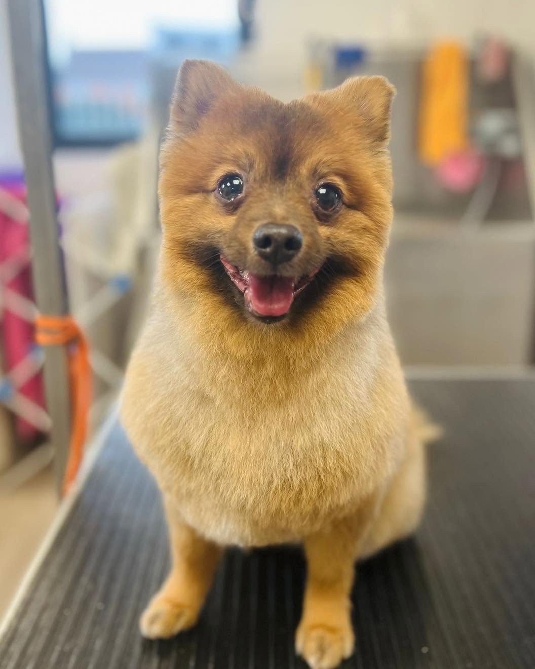 Orange fluffy spitz-type dog sitting on a grooming table