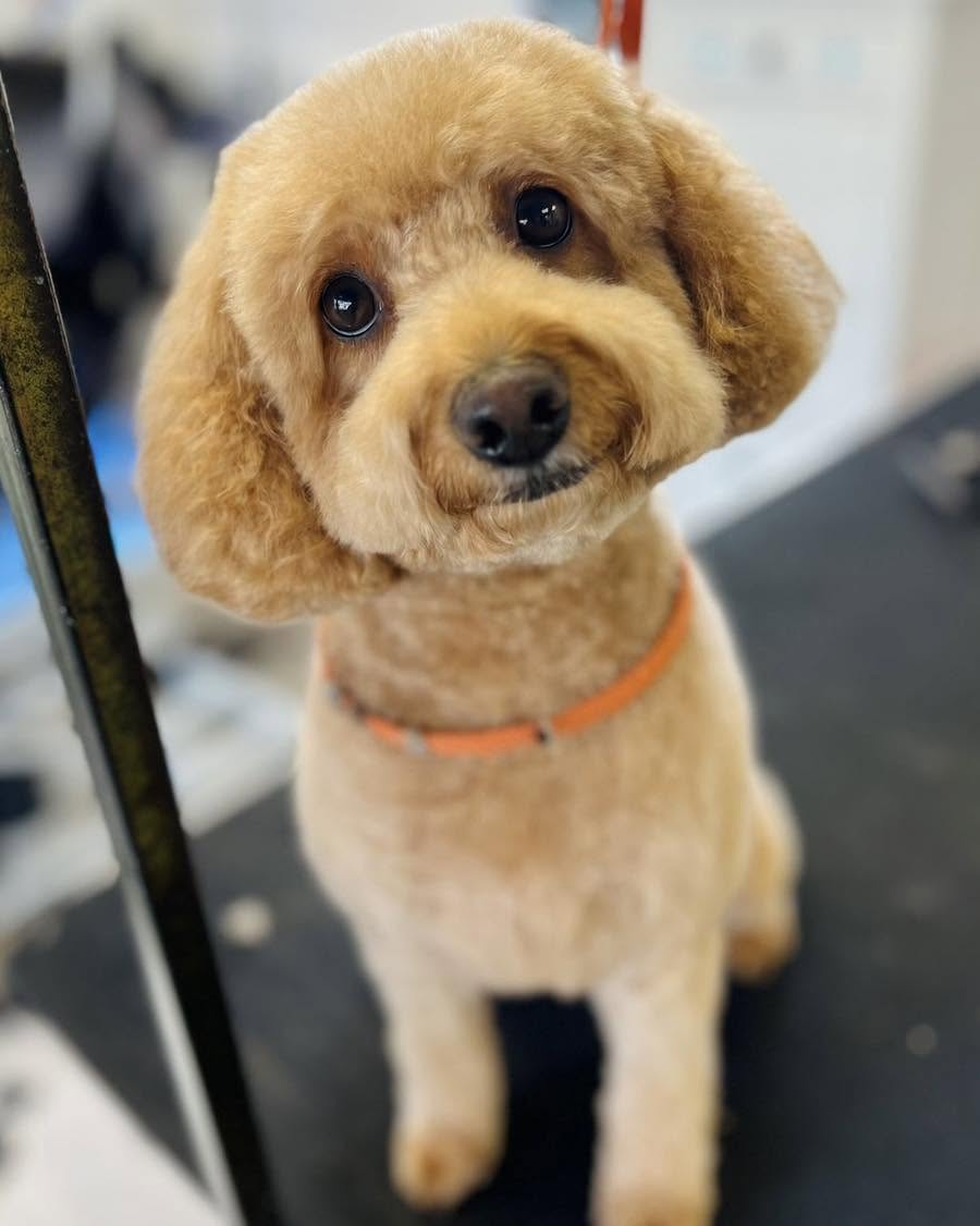 Apricot small curly dog with a teddy face