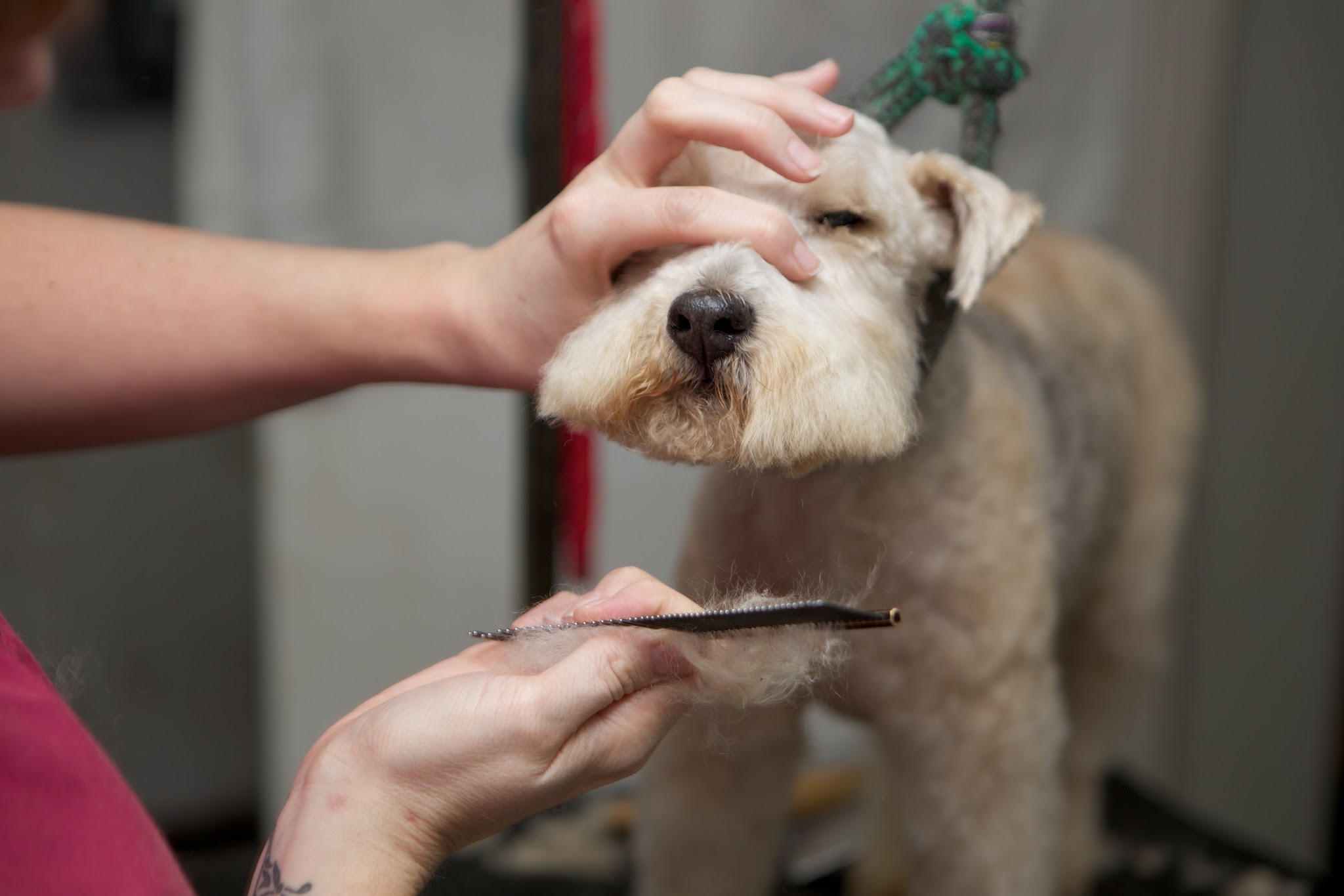Groomer scissoring the face of a wheaten-coloured terrier
