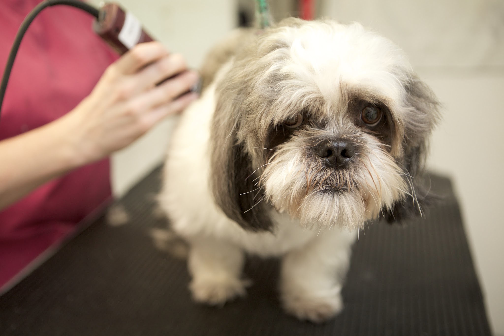 Groomer clipping a small black-and-white long-coated dog on the table
