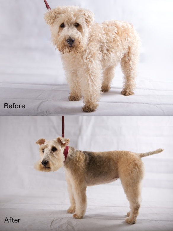 Before and after photos of a wheaten-coloured terrier: shaggy before, neat trim after