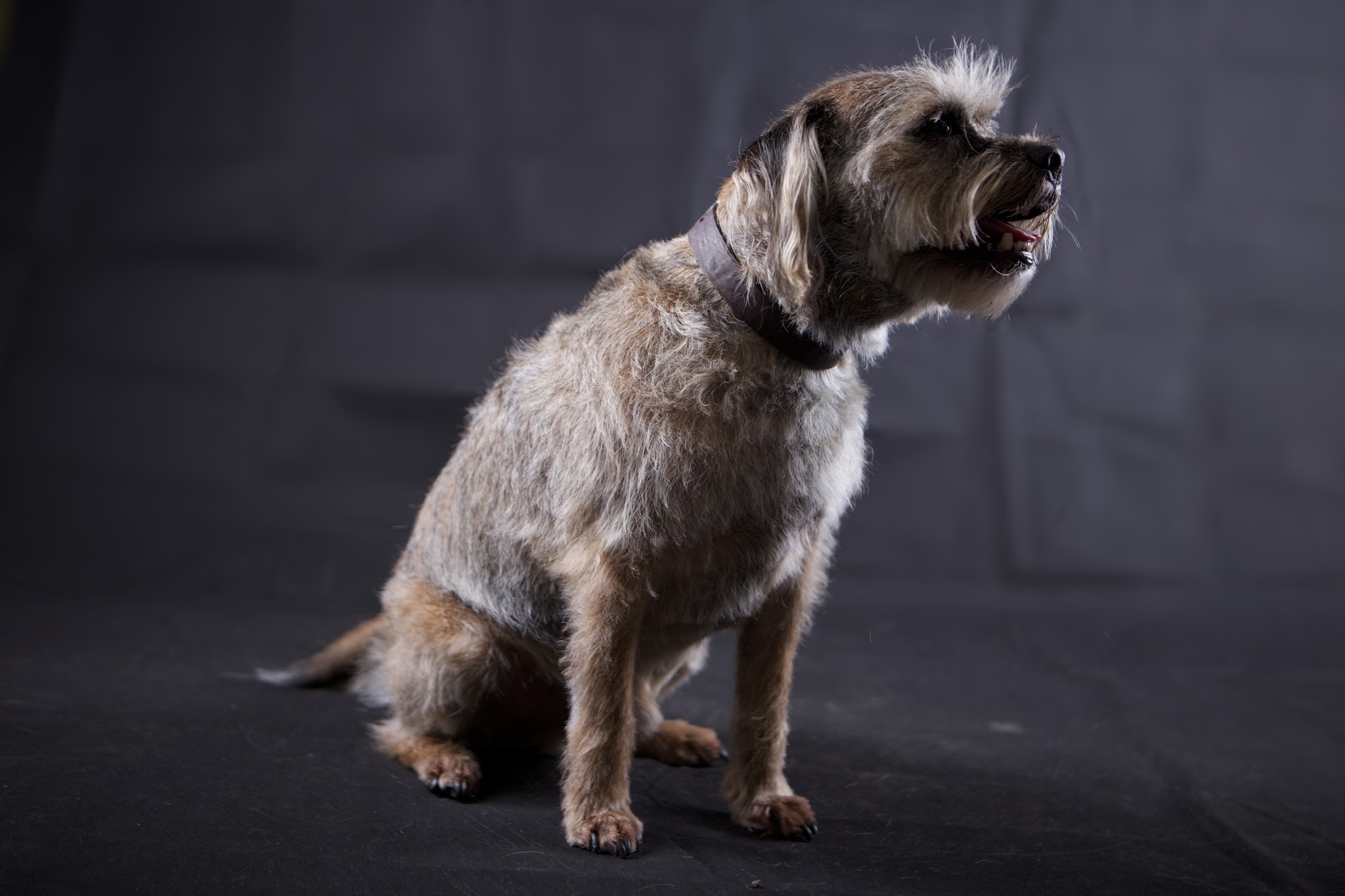 Scruffy terrier sitting against a dark backdrop