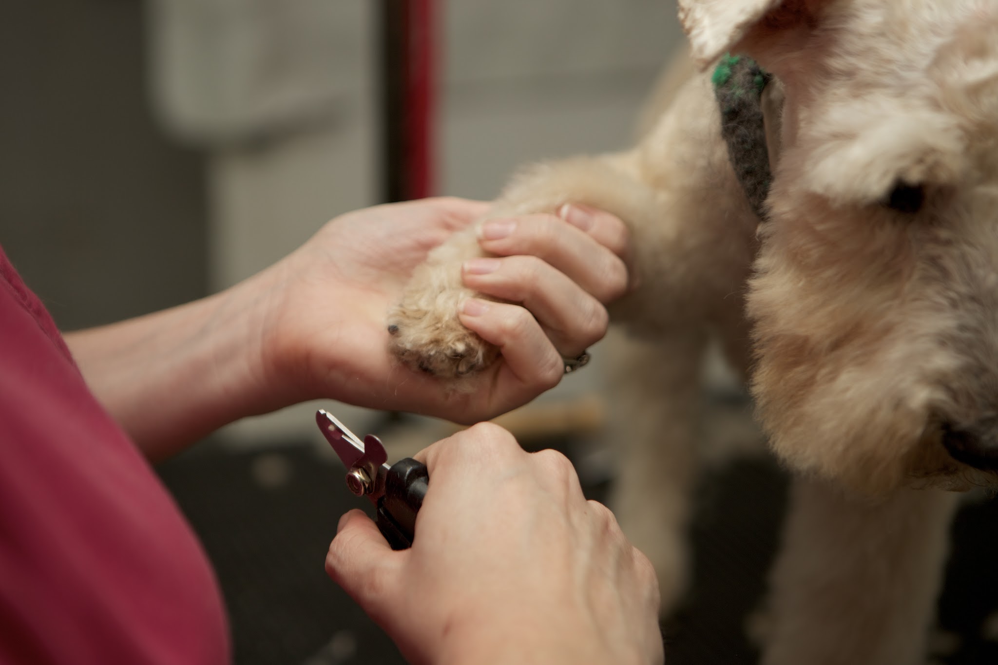Groomer trimming the nails of a curly cream dog